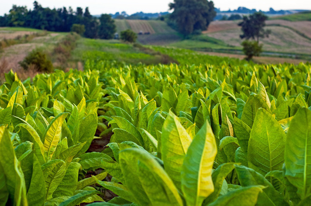 plantas de tabaco
 - Foto, Imagem