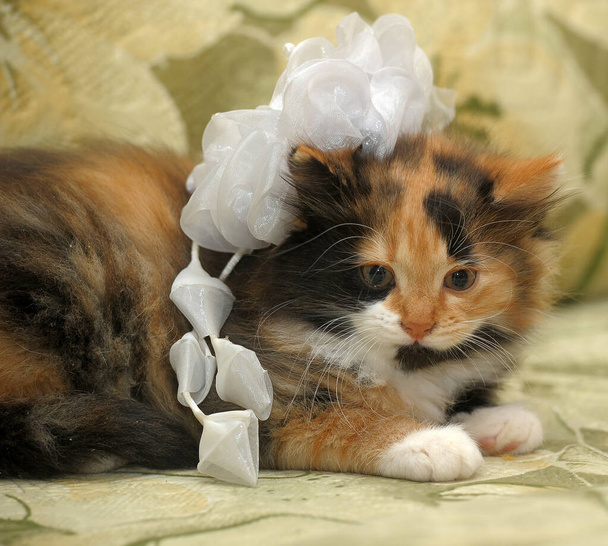 cute little fluffy tricolor kitten with a bow on his head - Fotó, kép