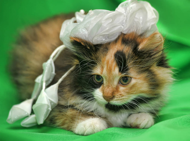 cute little fluffy tricolor kitten with a bow on his head - Fotó, kép