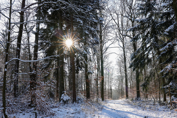 Snow in the forest on an early frosty morning. - Photo, Image