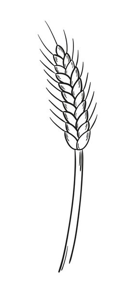 boceto de la cebada
 - Vector, imagen