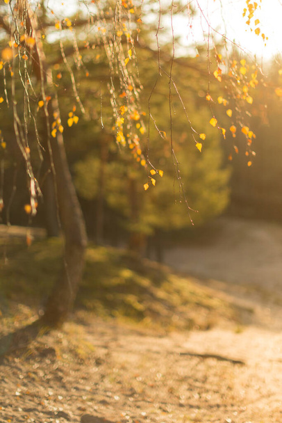天気の良い日には黄色の木の美しい秋の公園。秋は太陽の下で、選択的な柔らかい焦点を残します。紅葉、背景のブッシュ。黄金の秋、季節のコンセプト - 写真・画像