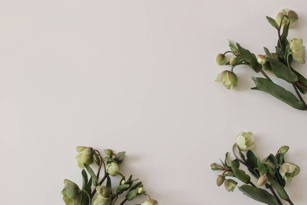 Spring styled photo. Floral frame, banner. Green hellebores flowers on neutral beige champagne table background. Empty copy space. Flat lay, top view. Natural minimal composition. - Фото, зображення