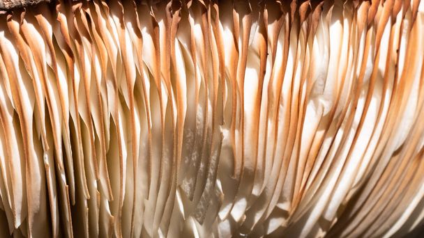 Nature Abstract: Close Look at Gills of a Parasol Mushroom - Photo, Image