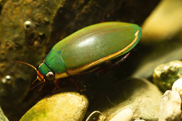 Small diving beetle (Cybister tripunctatus lateralis) in Japan - Photo, Image