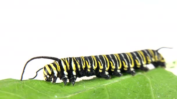 4K HD wideo Monarcha Caterpillar jedzenie liści chwastów mlecznych - Materiał filmowy, wideo
