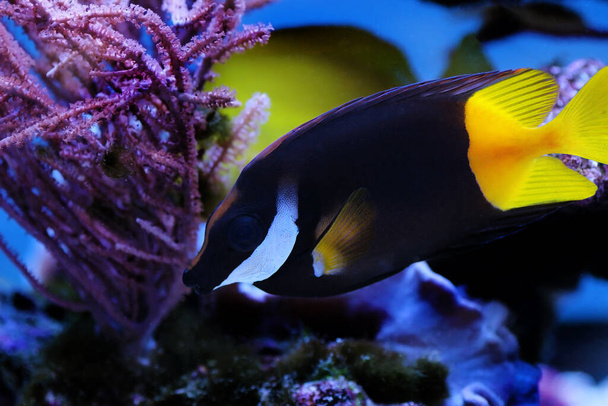 Bicolor Black with yellowtail Foxface rabbitfish - (Siganus uspi) - Photo, Image
