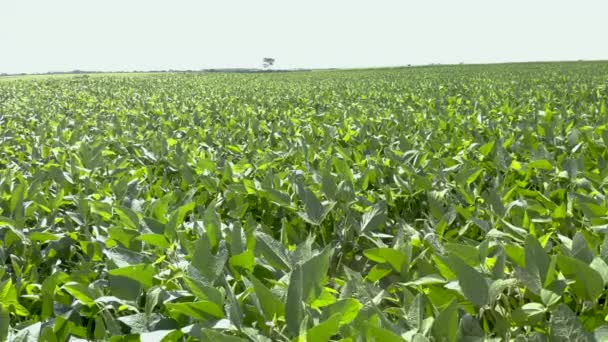 Luftaufnahmen aus dem grünen Sojabohnenfeld - Filmmaterial, Video