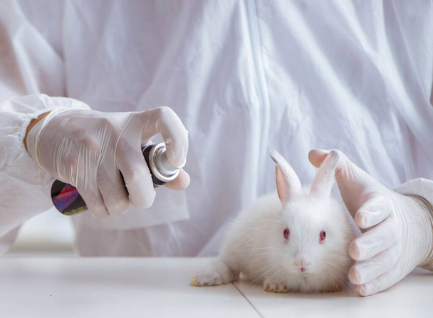 Scientist doing animal experiment in lab with rabbit - Fotoğraf, Görsel