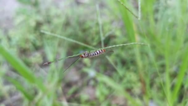 közönséges lacewing rovar ül a füvön - Felvétel, videó