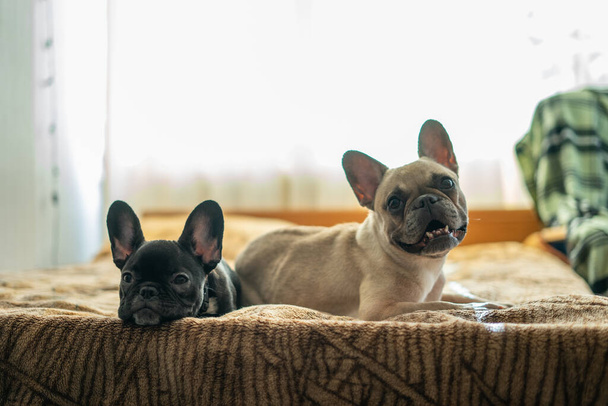 два симпатичных французский бульдог или щенок лежал или отдыхал на кровати в комнате - Фото, изображение
