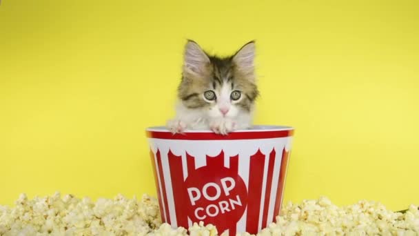 HD videó cica popcorn vödörben - Felvétel, videó