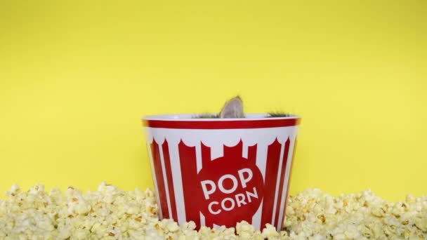 HD videó cica popcorn vödörben - Felvétel, videó