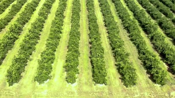 Vue aérienne au-dessus des rangées d'orangers dans la plantation. - Séquence, vidéo
