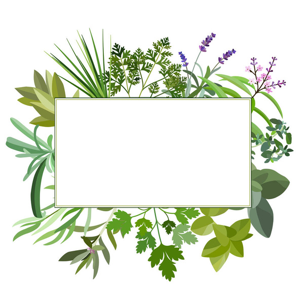 Frame with fresh herbs and spices. - Vector, Image