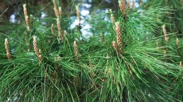 Pine branches with inflorescences close-up in a coniferous forest - Filmagem, Vídeo