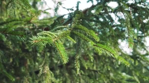 Yeşil iğneli kozalaklı bir ormanda tüylü ladin dalları. Rüzgarda sallanıyor - Video, Çekim