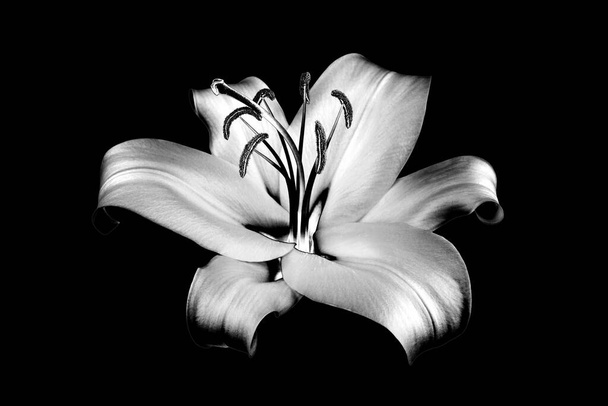 黒の背景に1つの銀ユリの花を閉じ込め、暗い背景に美しい黒と白のシングルユリ、グレーの花のパターン、モノクロのデザイン要素、イラスト、ヴィンテージ装飾 - 写真・画像