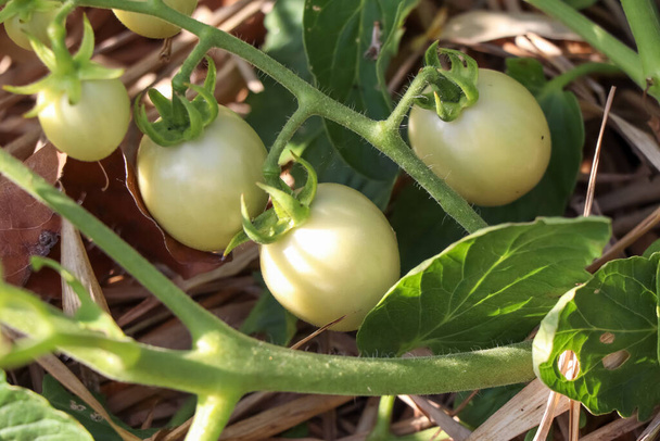 El tomate está creciendo y las plantas no tóxicas - Foto, imagen
