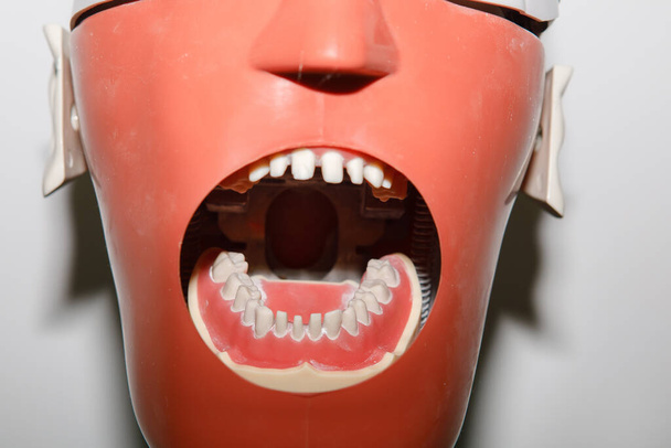Tête de dents de mannequin avec bouche ouverte pour la formation des étudiants en médecine dentaire. - Photo, image