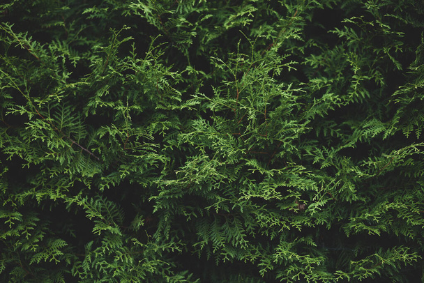 background of thuja branches - 写真・画像
