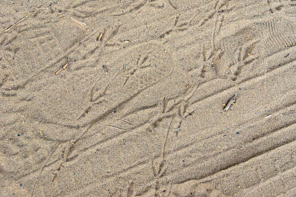 empreintes de pas et les empreintes de pneus de voiture sont restés sur le sable, au-dessus duquel il y a des empreintes d'oiseaux frais - Photo, image