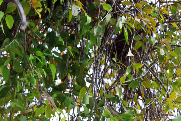 木の上にデンドロフォエ・ペンタンドラ - 写真・画像
