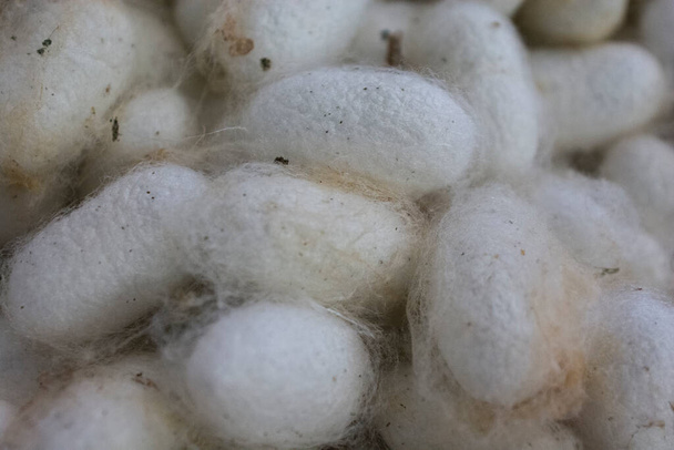 Close up view of the domestic silk moth (Bombyx mori) cocoons  - Photo, Image