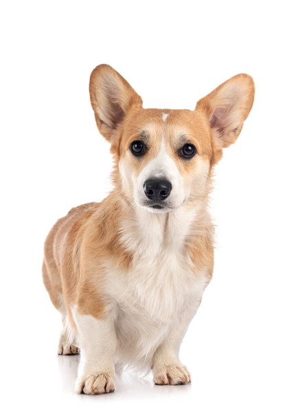 young Pembroke Welsh Corgi in front of white background - Фото, изображение