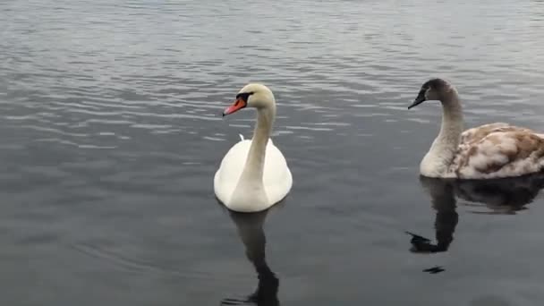 Swans and ducks swim on the river. Graceful birds are a symbol of love - Footage, Video