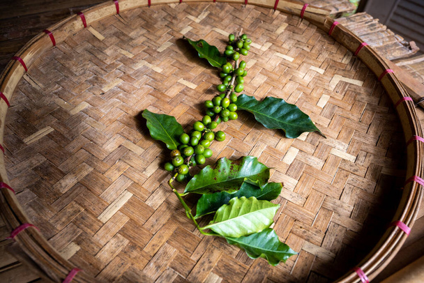Zweige von Kaffeebäumen und rohe Kaffeebohnen werden auf einen geflochtenen Bambuskorb gelegt, der in einer schönen traditionellen Ausstellung in Nordthailand aufgestellt wird.. - Foto, Bild