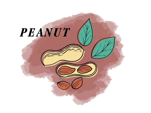 Kuorellisten pähkinöiden eri tyypit - Vektori, kuva