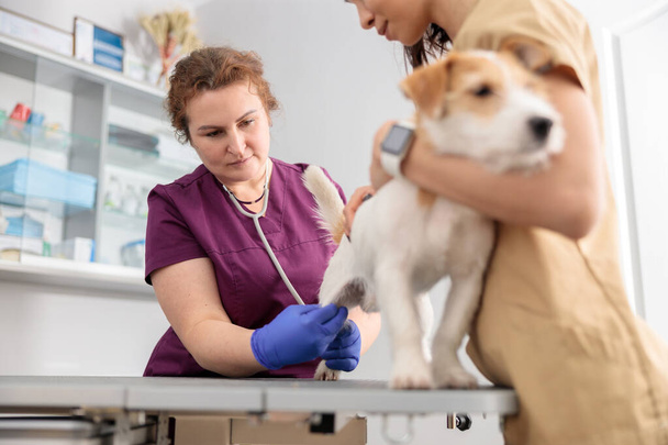 Kendine güvenen doktorlar modern veteriner kliniğinde tıbbi tedavi uyguluyorlar. - Fotoğraf, Görsel