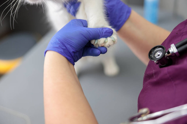 confident doctor exams a paw of a cat in modern veterinary clinic - Foto, Imagem
