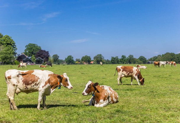Vaches rouges Holstein dans le paysage hollandais près d'Ootmarsum à Twente, Overijssel - Photo, image