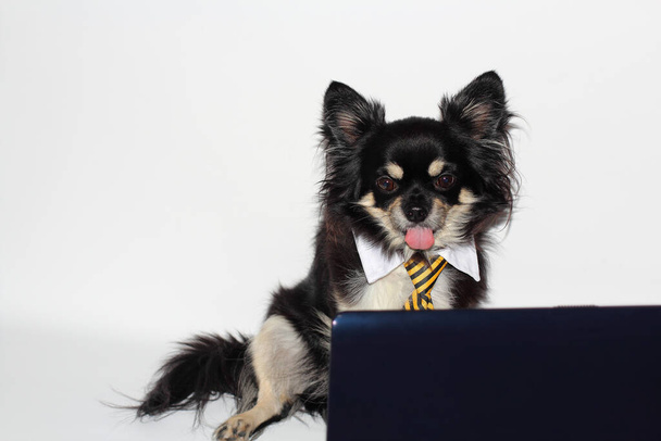 egy csivava kutya egy üzleti öltönyben a számítógépnél kinyújtotta a nyelvét. - Fotó, kép