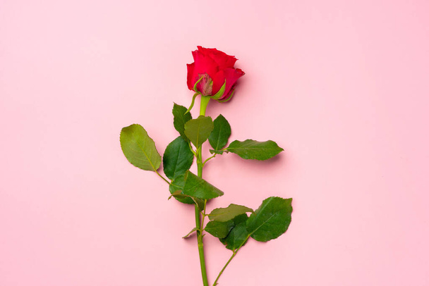 Red rose on pink background top view - Фото, зображення
