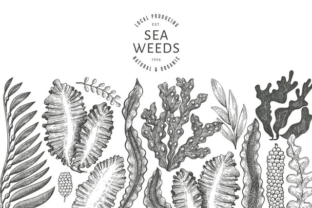 Seaweed design template. Hand drawn vector seaweeds illustration. Engraved style sea food banner. Retro sea plants background - Vector, Image