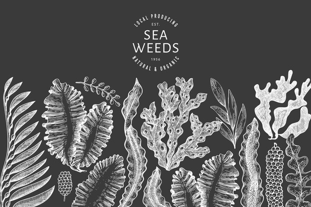 Seaweed design template. Hand drawn vector seaweeds illustration on chalk board. Engraved style sea food banner. Vintage sea plants background - Διάνυσμα, εικόνα
