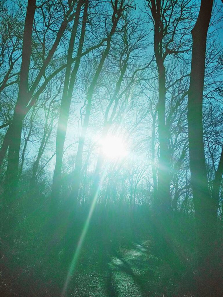 Aurinkoinen risti, aurinko paistaa kirkkaasti läpi paljaiden talvipuiden auringonnousun, luonnollinen tausta  - Valokuva, kuva