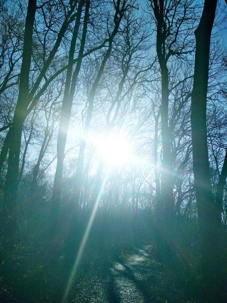 Cruz soleada, el sol brillando brillantemente a través de los desnudos árboles de invierno al amanecer, fondo natural  - Foto, Imagen