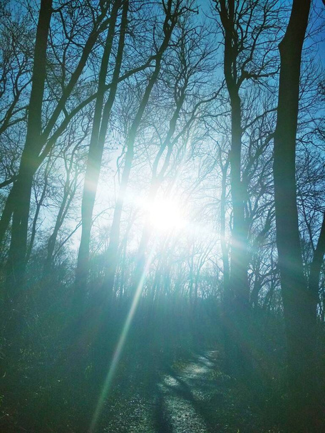 Güneşli haç, güneş gün doğumunda çıplak kış ağaçlarının arasından ışıl ışıl parlıyor.  - Fotoğraf, Görsel