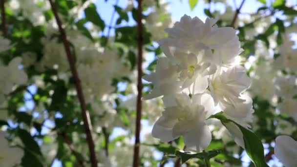Гілки пишного квітучого куща жасмину в саду. Білі махрові квіти з сонячними променями на вітрі. Квітковий фон
 - Кадри, відео
