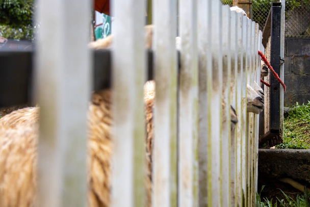 sheep stick their muzzles and noses through a white wooden fence. close-up - Photo, Image