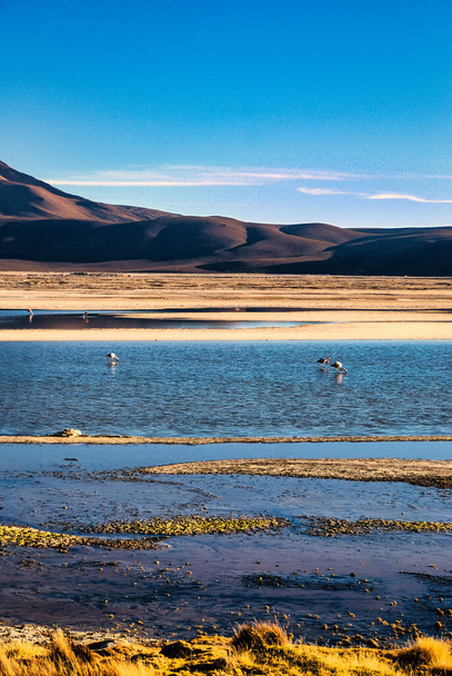 altiplano, Los Flamencos国立保護区,アタカマ砂漠,アントファガスタ地方,北グランデ,チリ,南アメリカ - 写真・画像