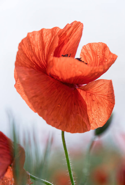 Blooming red poppies and sunny summer meadow - Photo, Image