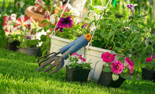 Сад и садоводство. Инвентарь садовника и саженцы цветов петунии - Фото, изображение