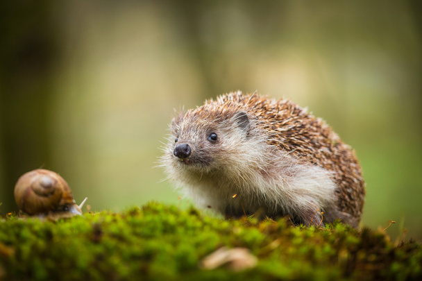 Eastern European Hedgehog and snail - Photo, Image