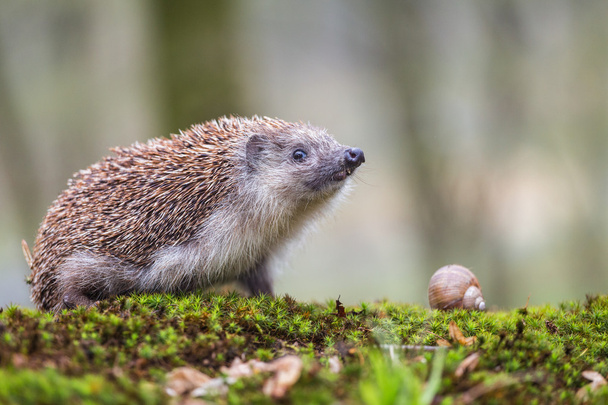 Hedgehog e caracol da Europa Oriental
 - Foto, Imagem