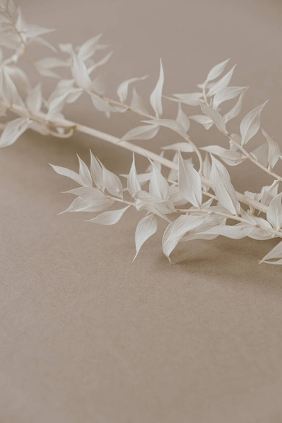 中性のパステルベージュの背景に白い植物の枝。ミニマルな美しさ｜パリの雰囲気コンセプト. - 写真・画像